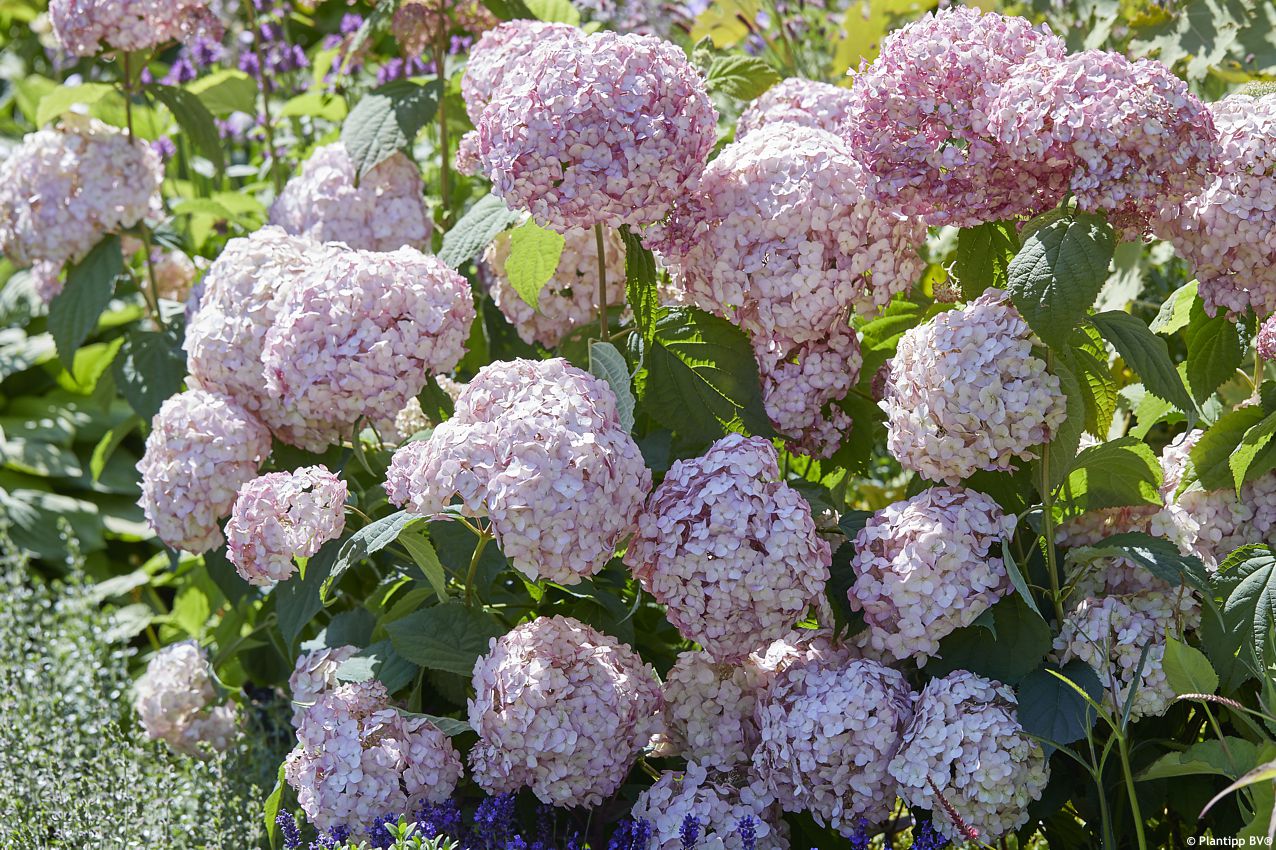 Hydrangea arborescens 'Candybelle Bubblegum'
